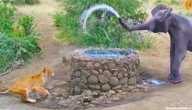 فرارو | (ویدئو) فیل با پاشیدن آب یک شیر را فراری داد