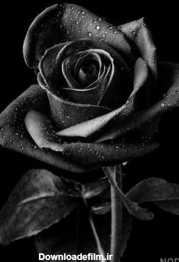 عکس گل سیاه سفید پروفایل