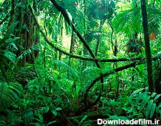 جنگل‌های آمازون عامل نابودی کره زمین + تصاویر | عصر هامون