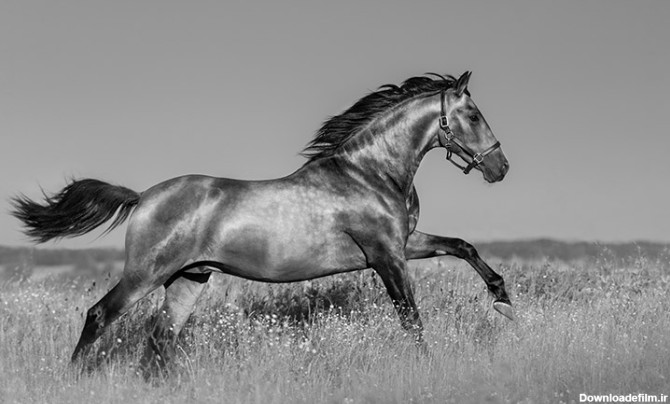 پوستر سه بعدی حیوانات طرح اسب سیاه