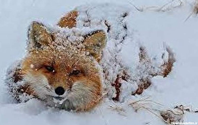 تصاویرِ تماشایی از یک روباه زیبا زیر بارش برف - بهار نیوز