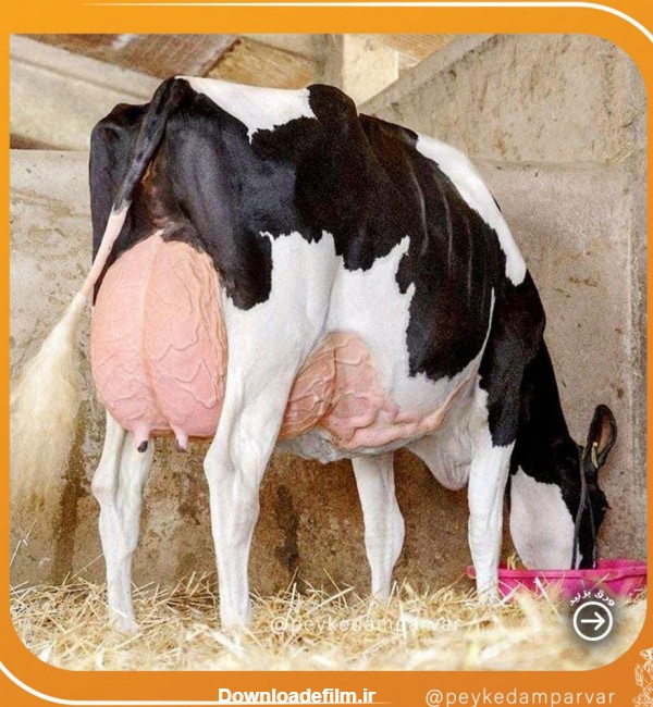 عکس هایی از گاوهای شیری برترعکس هایی از گاوهای شیری برتر | پیک دامپرور