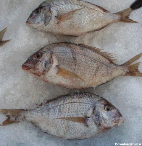 ماهی شانک (کخو)