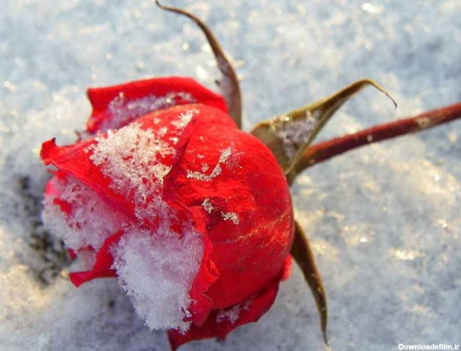 دانلود عکس شاخه گل رز قرمز روی برف | تیک طرح مرجع گرافیک ایران