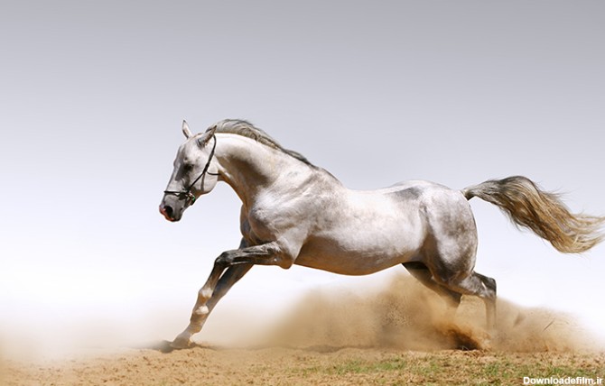 عکس اسب وحشی سفید - مسترگراف