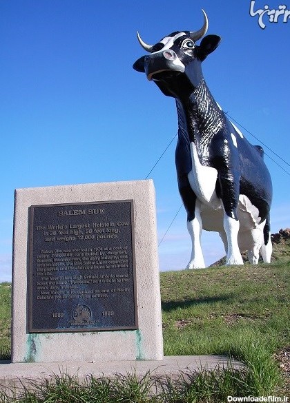 سیلم سو؛ بزرگترین گاو جهان