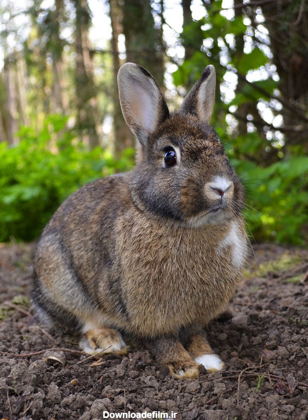 عکس خرگوش صحرایی