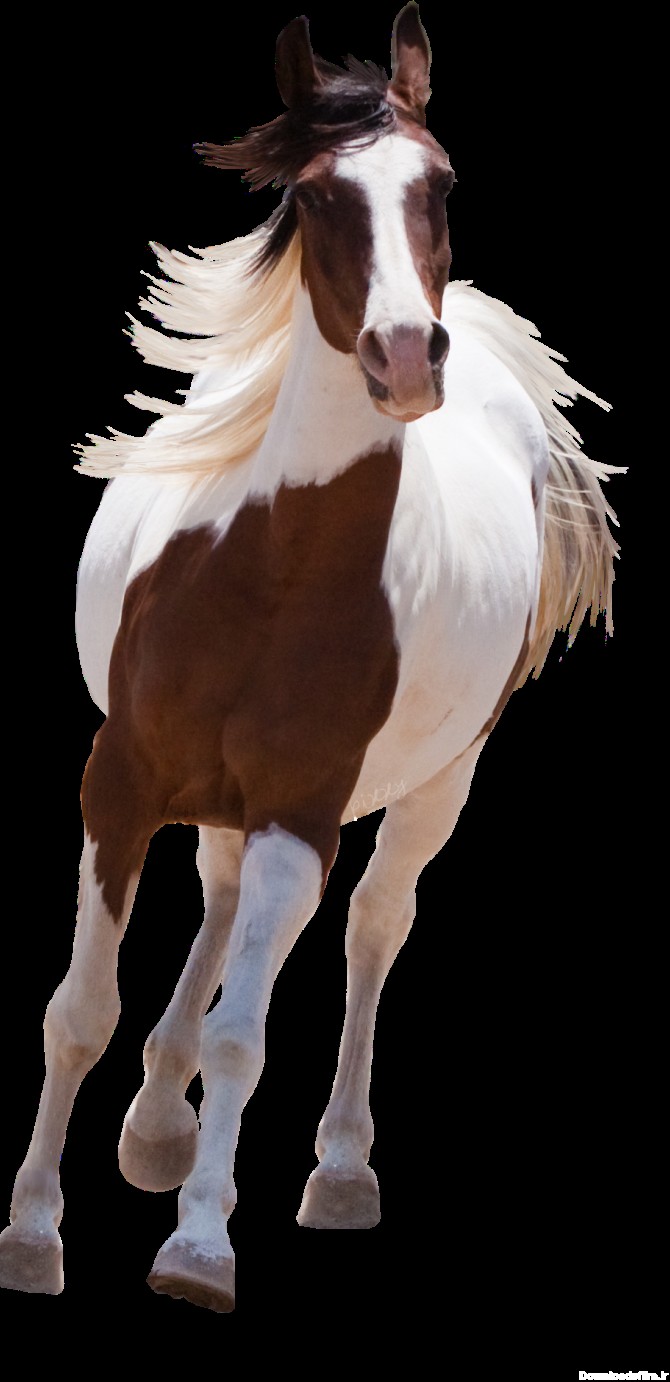 PNG اسب با کیفیت - اسب سفید قهوه ای - Icon PNG Horse – دانلود رایگان