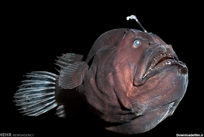 زشت ترین ماهیان دنیا (عکس)