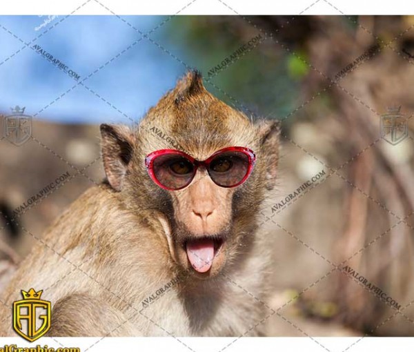 عکس با کیفیت میمون بازیگوش مناسب برای طراحی و چاپ - عکس میمون - تصویر میمون - شاتر استوک میمون - شاتراستوک میمون