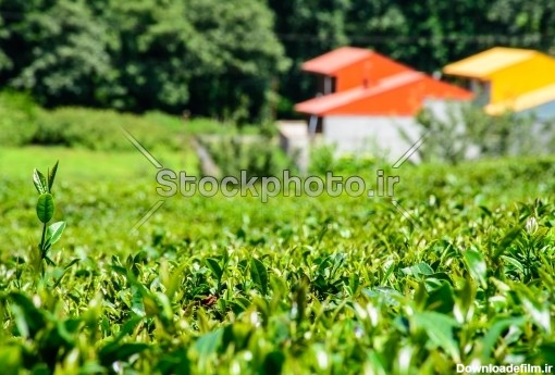 عکس جنگل چای باغ