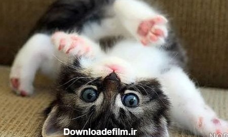 عکس بچه گربه گوگولی مگولی