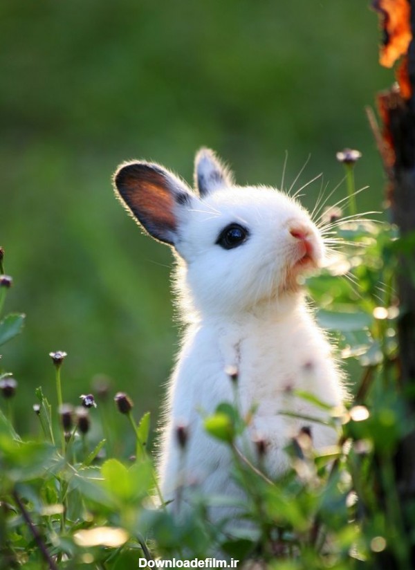 عکس های خرگوش های ناز و زیبا با کیفیت بالا
