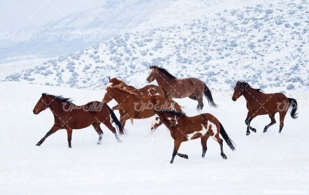 تصویر با کیفیت اسب های وحشی به همراه فصل زمستان و برف - ایران طرح