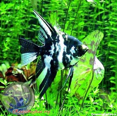 ماهی انجل / Angel Fish / Pterophyllum scalare