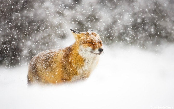 عکس روباه قرمز در برف | گالری عکس مینافام