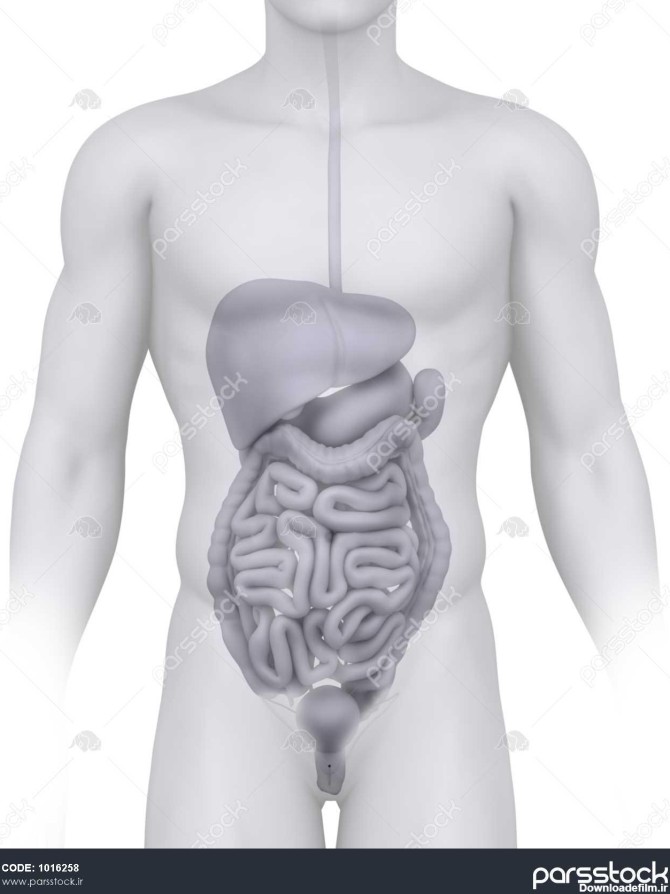 اندام مرد شکم در سفید آناتومی 1016258