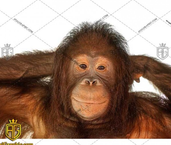 عکس با کیفیت میمون با مزه مناسب برای طراحی و چاپ - عکس میمون - تصویر میمون - شاتر استوک میمون - شاتراستوک میمون
