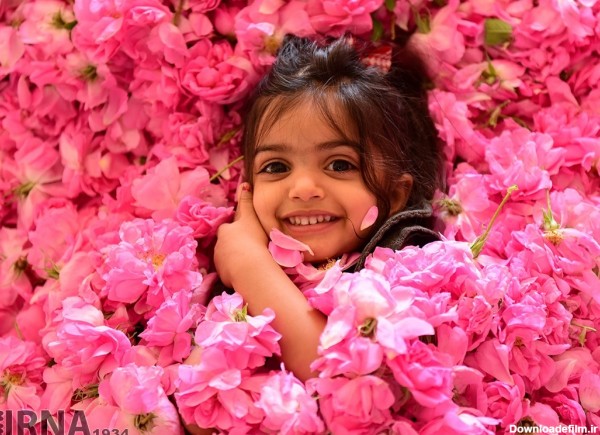 تصاویر زیبا از فصل برداشت گل محمدی