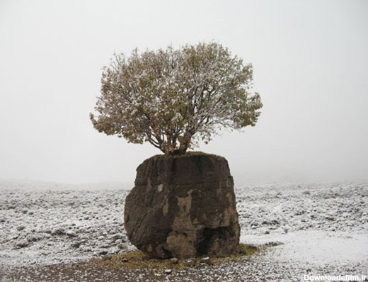 عجیب ترین درخت ایران +عکس