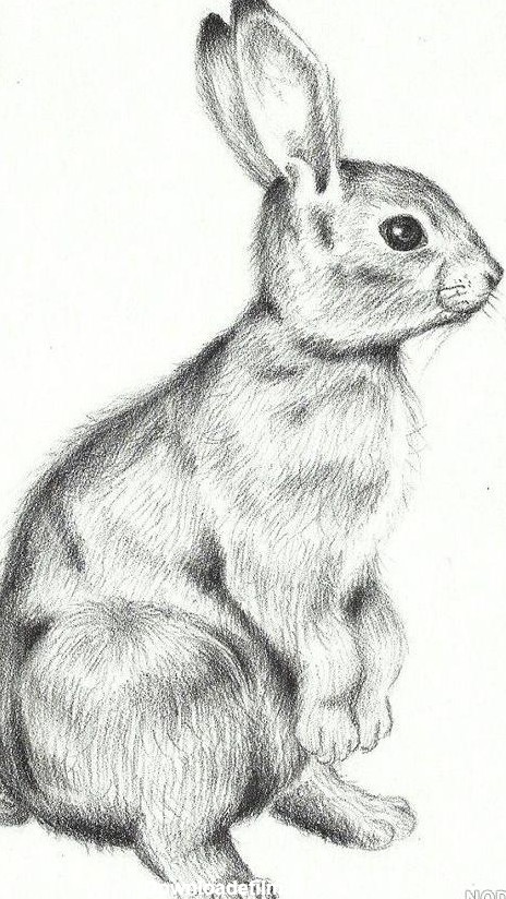 عکس خرگوش طراحی - عکس نودی