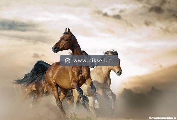 دانلود عکس با کیفیت از اسب های وحشی در طبیعت و علفزار