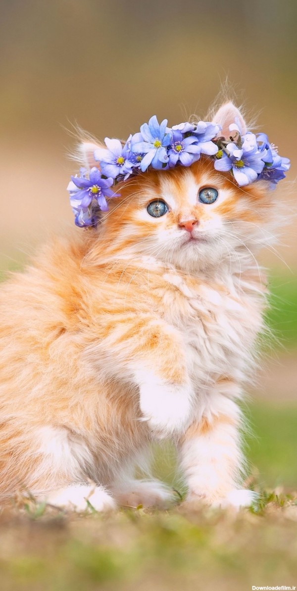 عکس زمینه بچه گربه ناز با تاج گل بنفش پس زمینه