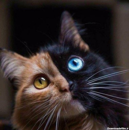 بالاترین: تصویری از گربه زیبا با صورت و چشم های 2 رنگی