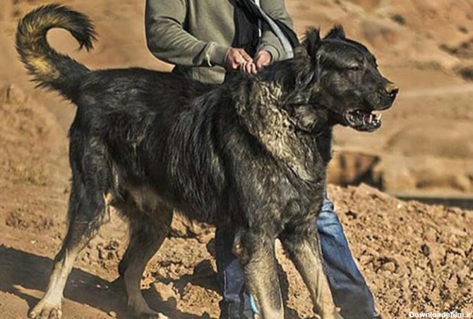 مشخصات کامل، قیمت و خرید نژاد سگ سرابی (Persian mastiff ...