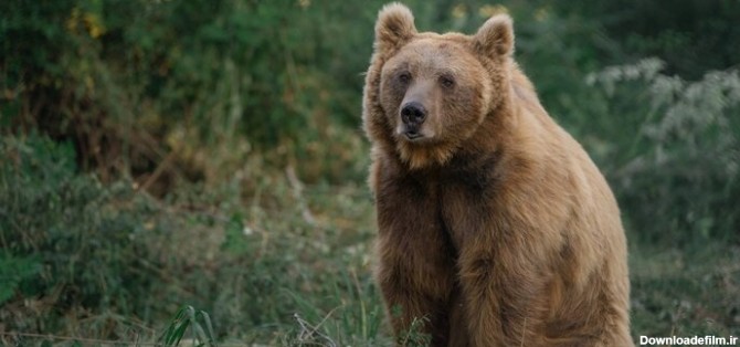 ببینید |  گفتگوی بامزه محیط‌بان مازندرانی با خرس قهوه‌ای در ارتفاعات چالوس