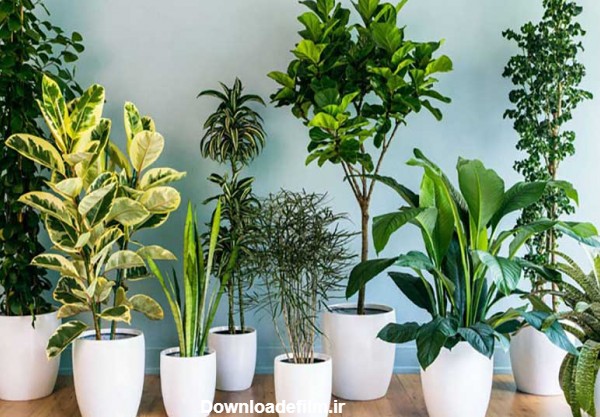 معرفی انواع گیاهان آپارتمانی مختلف به همراه تصویر اونها- مجله گلپینو