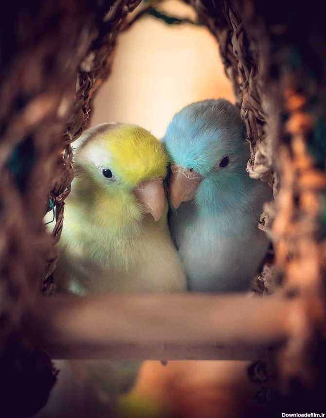 متن پرنده عاشق با برگزیده جملات احساسی عاشقانه درباره پرنده