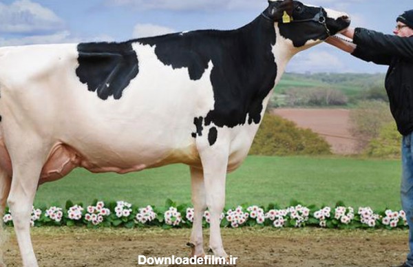 انتخاب زیباترین گاو شیرده آلمان-ITPNews