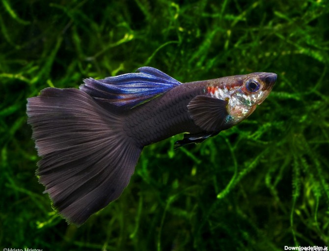 عکس ماهی گوپی نر و ماده