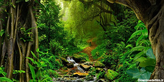 بهترین جنگل‌ های جهان؛ ریه‌های زمین را بشناسید! - مجله گردشگری سه کلیک