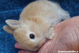 عکس خرگوش کوتوله هلندی