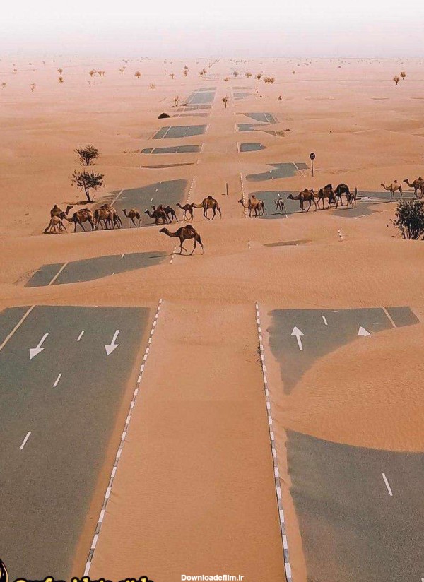عبور شترها از بزرگراهی در صحرا