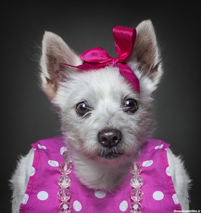 تصاویر زیبا و خلاقانه ای که سگ ها را در لباس انسان ها نشان می دهند