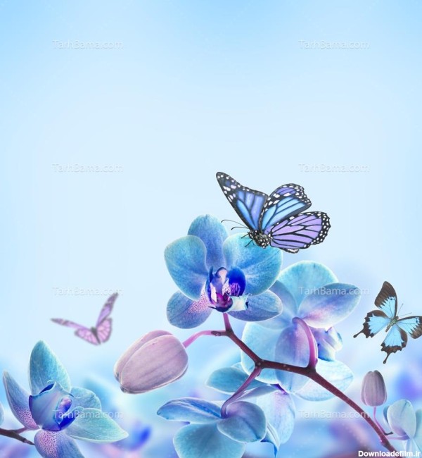 تصویر با کیفیت گل و پروانه آبی در زمینه آبی