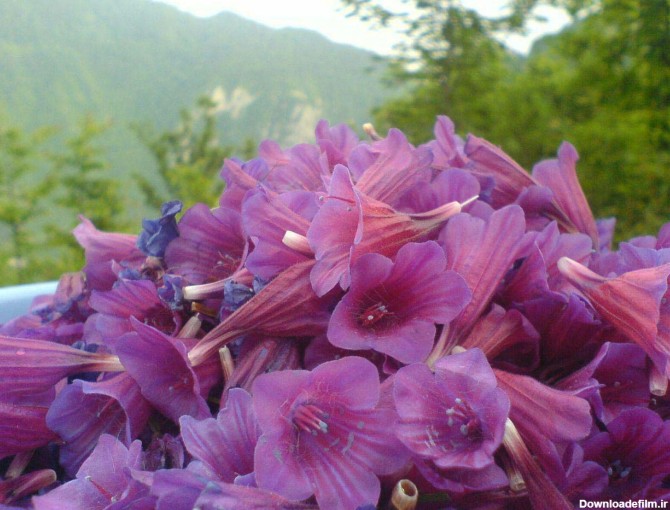 بذر گل گاو زبان ایرانی -Echium amoenum - فروشگاه گلس گاردن
