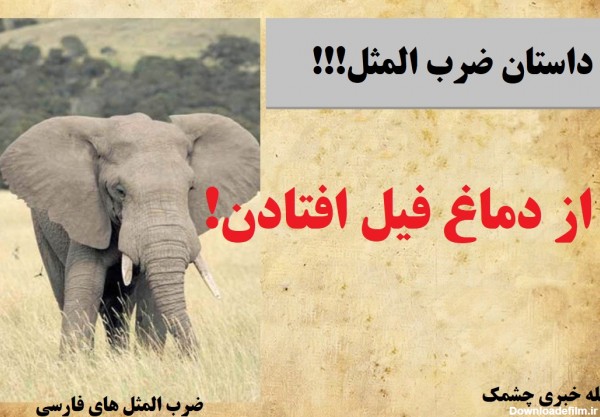 داستان ضرب المثل از دماغ فیل افتاده ! - مجله خبری چشمک