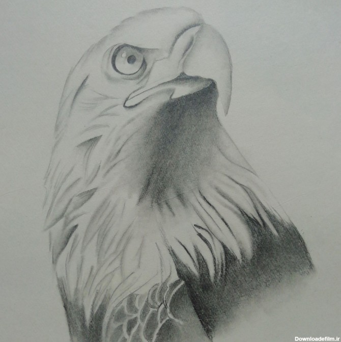نقاشی سیاه قلم عقاب - عکس نودی