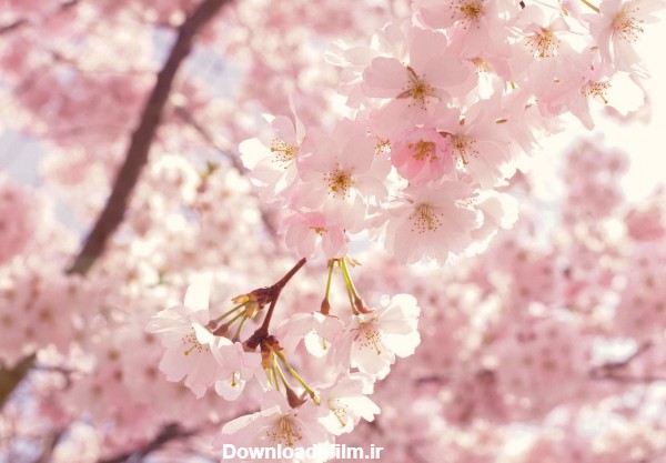 عکس زمینه گل های شکوفه صورتی گیلاس در بهار پس زمینه | والپیپر گرام