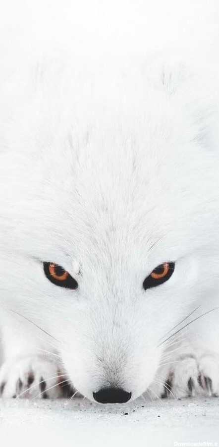 روباه ایسلندی از نمای خیلی نزدیک + عکس