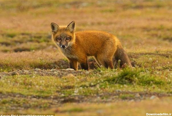 خبرآنلاین - تصاویر | جنگ عقاب و روباه بر سر شکار یک خرگوش