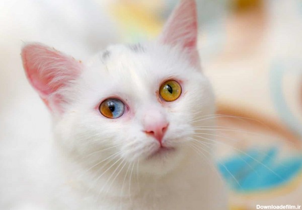 عکس روز: گربه با چشم‌ دو رنگ - همشهری آنلاین