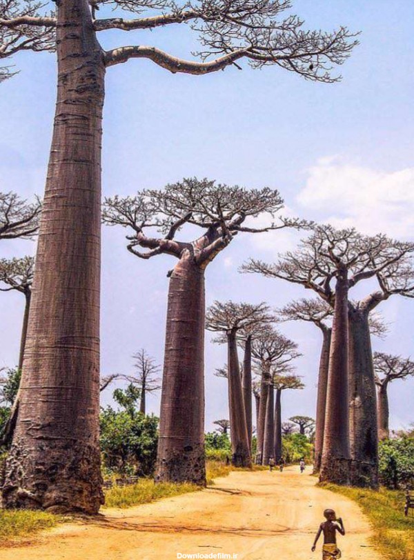 درختان بائوباب - ماداگاسكار