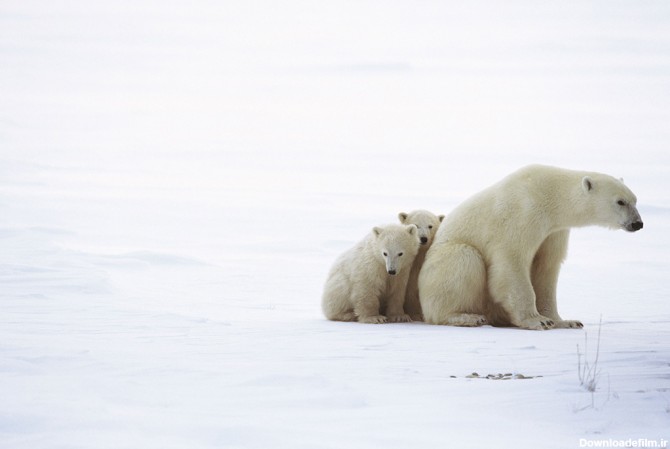 عکس خرس سفید قطبی با توله - مسترگراف