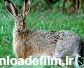 خرگوش صحرایی - ویکی‌پدیا، دانشنامهٔ آزاد
