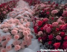 مزرعه ی گل رز وسطِ برف + عکس - گلستان ما | خبر فارسی